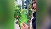 Parrot Talking - Smart And Funny Parrots Video