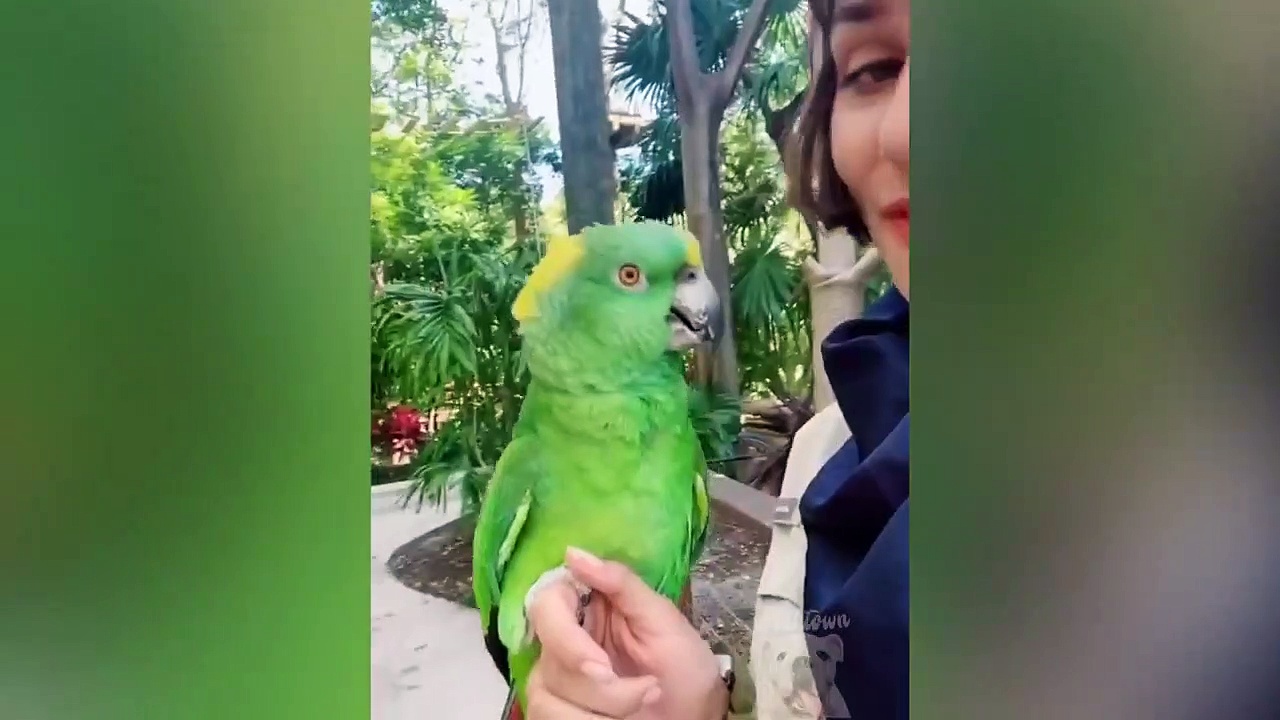 Parrot Talking – Smart And Funny Parrots Video