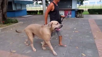 Dog Attacks Baby Cats, Mom Attacks Back