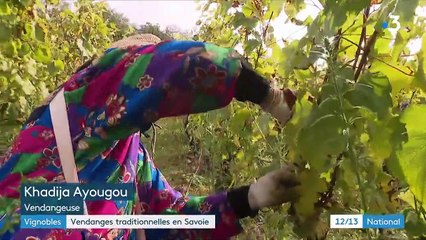 Vendanges : des récoltes de meilleure qualité, mais en plus petites quantités