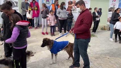 Kedi ve köpek güzellik yarışması düzenlendi