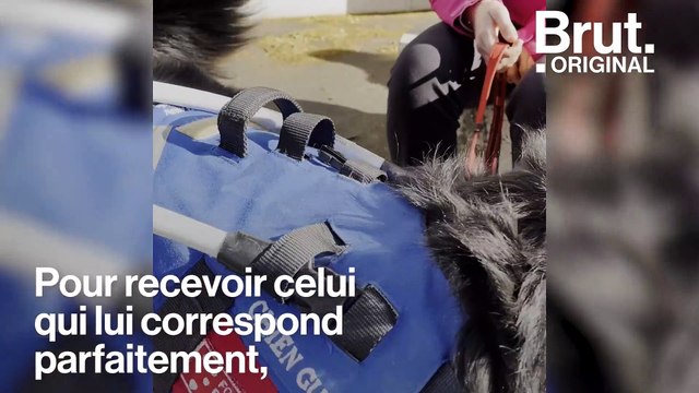 Comment le chien guide Opium va aider Bérénice, 14 ans, malvoyante