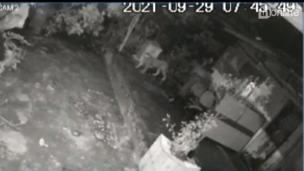 Vídeo: idosa é atacada por leopardo e se defende com bengala