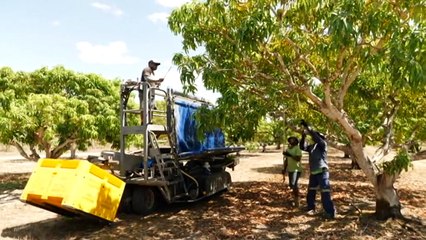 Seasonal workers from Pacific play critical role in saving NT mango crops