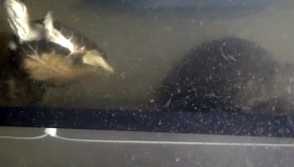 【Lamu chan】3548【ラムちゃん】