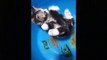 OMG So Cute Cats Best Funny Cat Videos 2021- pet lover like you