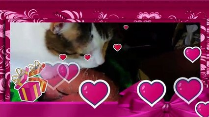 Milk the Cat on 4 4 2021l Pets and animals l Powerdirector 18