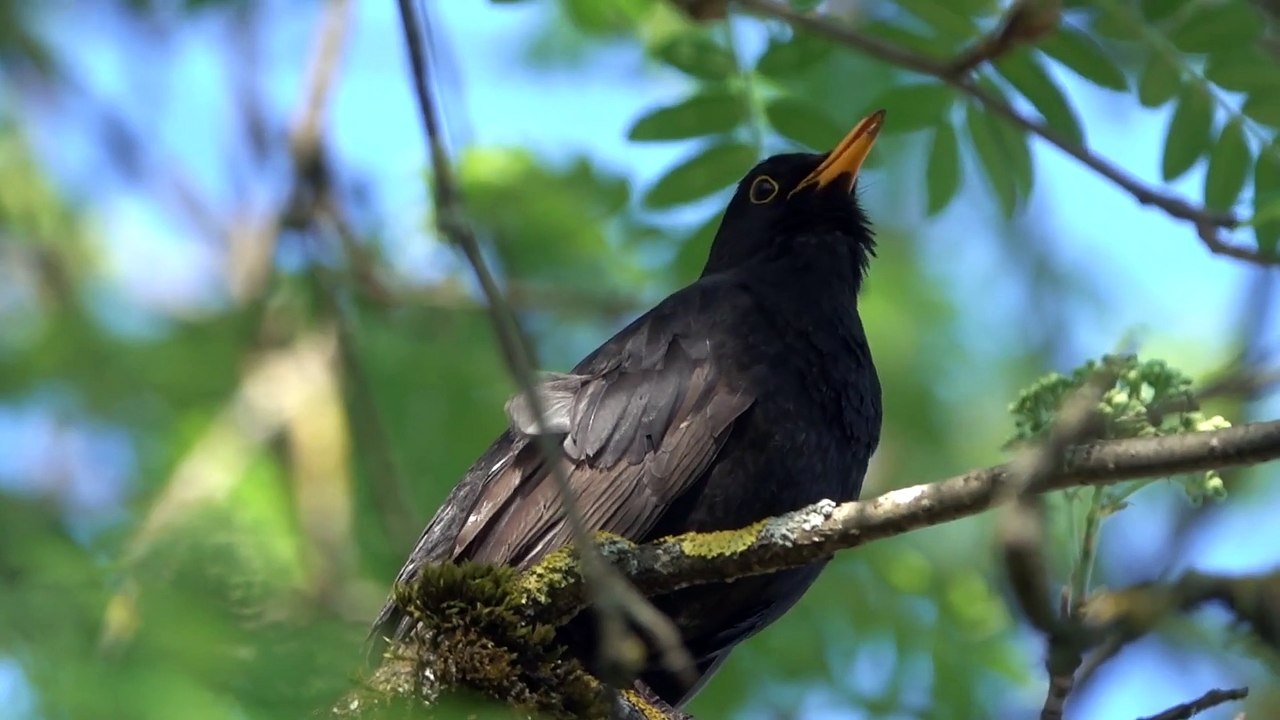 Smart bird