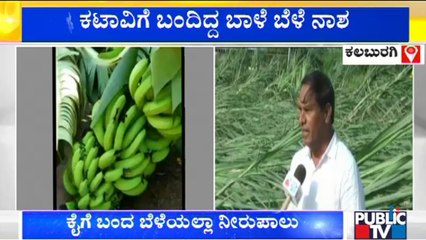 Heavy Rains Destroy Agriculture Crops In Kalaburagi | Public TV