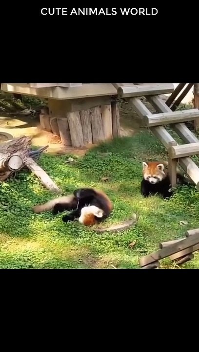cute animals episode 5