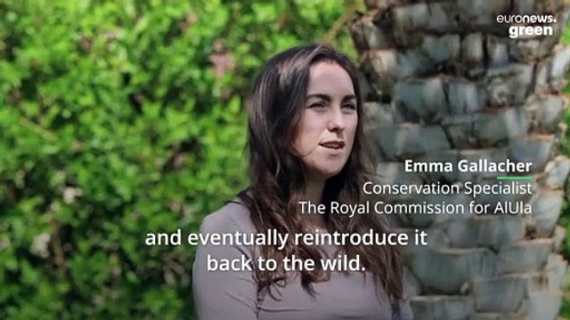 Rare Arabian leopard cub is born, raising hopes for the species’ survival