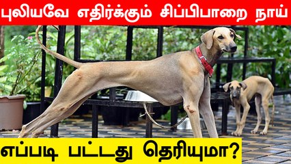 ஆட்கொல்லி புலியை கண்டுபிடிக்க களமிறக்கப்பட்ட சிப்பிபாறை நாய்.. எப்படி பட்டது தெரியுமா?