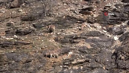 Tunceli'de koruma altında bulunan yaban keçileri böyle görüntülendi