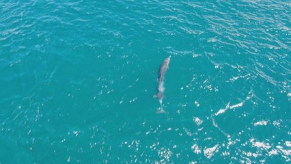 İstanbul'un sevimli misafirleri renkli görüntüler oluşturdu
