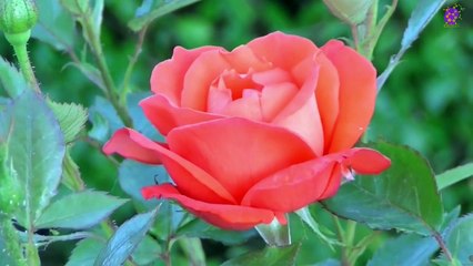 intro-logo-15-min-20210923-212421