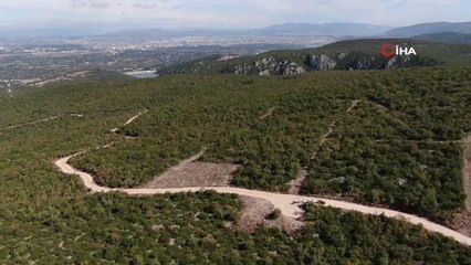 Nilüfer'de sokak hayvanları doğal yaşamına kavuşuyor