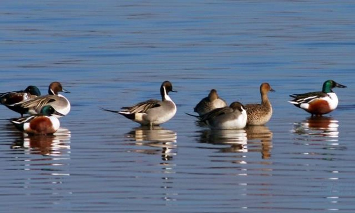 "Kuş Oteli" Hersek Lagünü flamingo ve diğer göçmen kuşlarla şenlendi