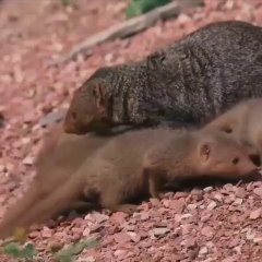 Mongoose Kids and Black Cobra