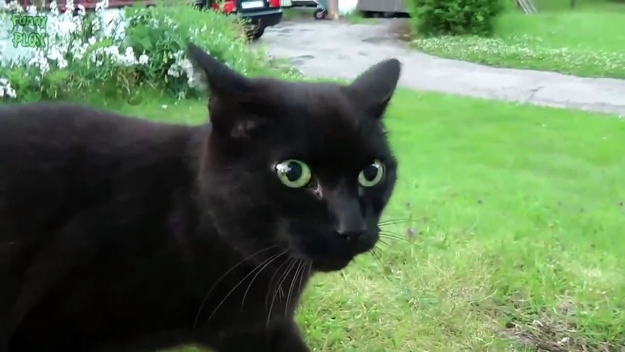 funny cat #11