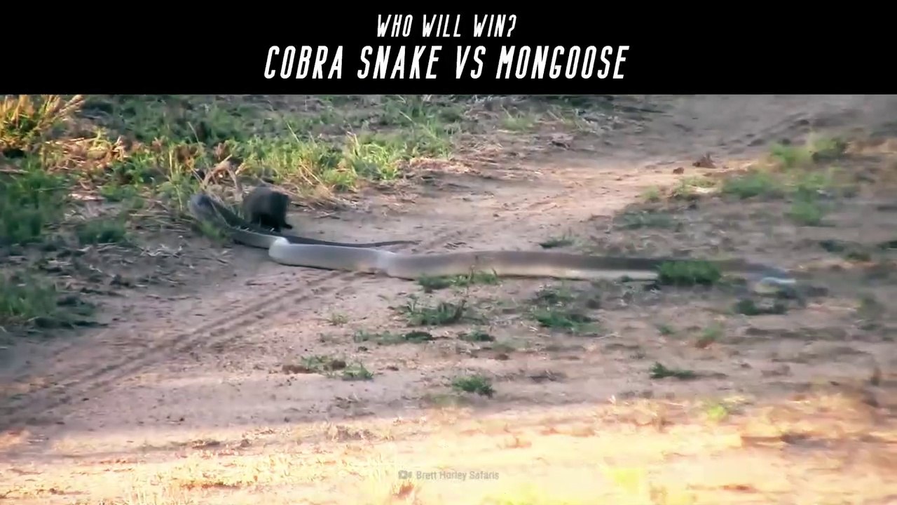 Snake vs Mongoose  Fight