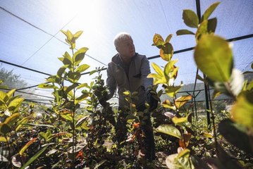 "Ankara'da yetişmez" denilen bitkileri çiftliğinde üretip sergiliyor