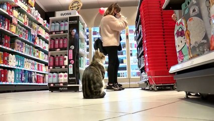 Müşterilere zorla mama aldırıyor! Adı dilenci kediye çıktı