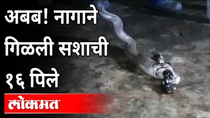 अबब! नागाने गिळली सशाची १६ पिल्ले | Snake  Eating 16 Baby Rabbits | Chandrapur | Maharashtra News