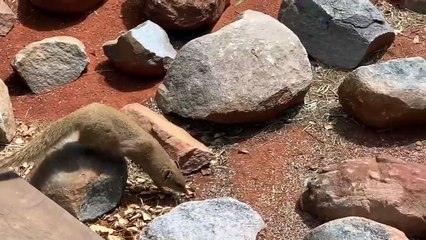 Yellow Mongoose vs Cape Cobra