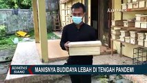 Ternak Lebah Jadi Peluang Bisnis yang Manis di Tengah Pandemi