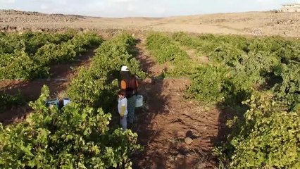 ŞANLIURFA - Kazanlar pestil ve pekmez için kaynadı
