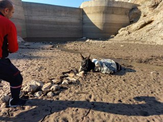 Bataklığa saplanan eşek kurtarıldı