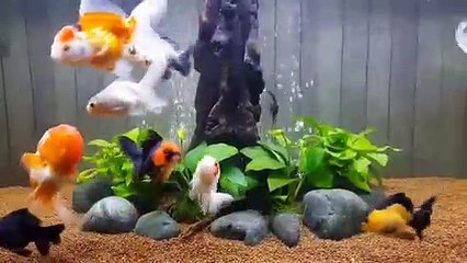 Simple Aquascape Part 2