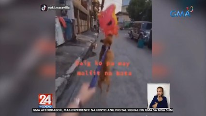Mga asong naghahabol ng mga nakikita sa paligid | 24 Oras Weekend