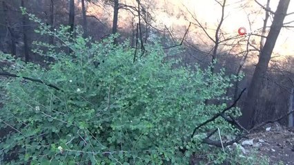 Muğla'da orman yangınları sonrası doğa kendini yeniliyor