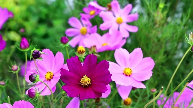 Cultivando Patria l Unidad de producción Los Morenos en el Edo. Mérida