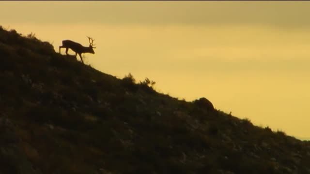 Llega con el otoño el tiempo de la berrea