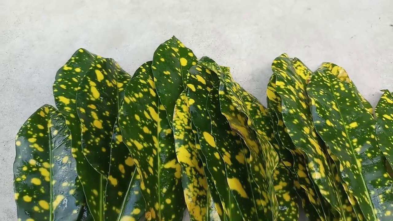 Propagate The Garden Croton Plant With Leaves How To Make The Leaves