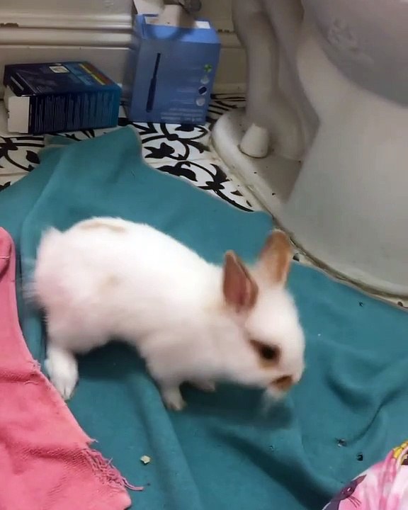 rabbit 1