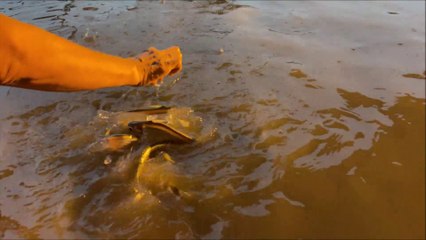 Feeding the fish by Hand in Thailand