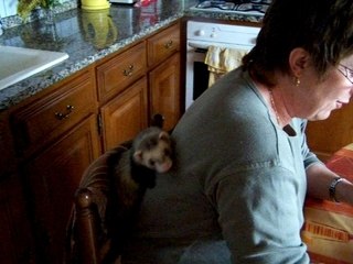Le furet fait de La grimpette