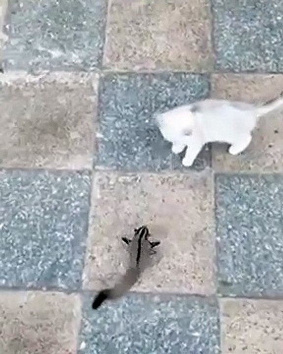 Kucing bermain dengan tupai