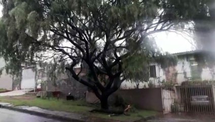 Com risco de queda em cima de fios e em cima de uma residência, mais uma árvore é podada, no Bairro Periolo