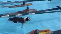 Dog Jumps Into Swimming Pool and Swims Along With Swimmers