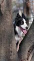 Cute and adorable dog standding between the tree branch