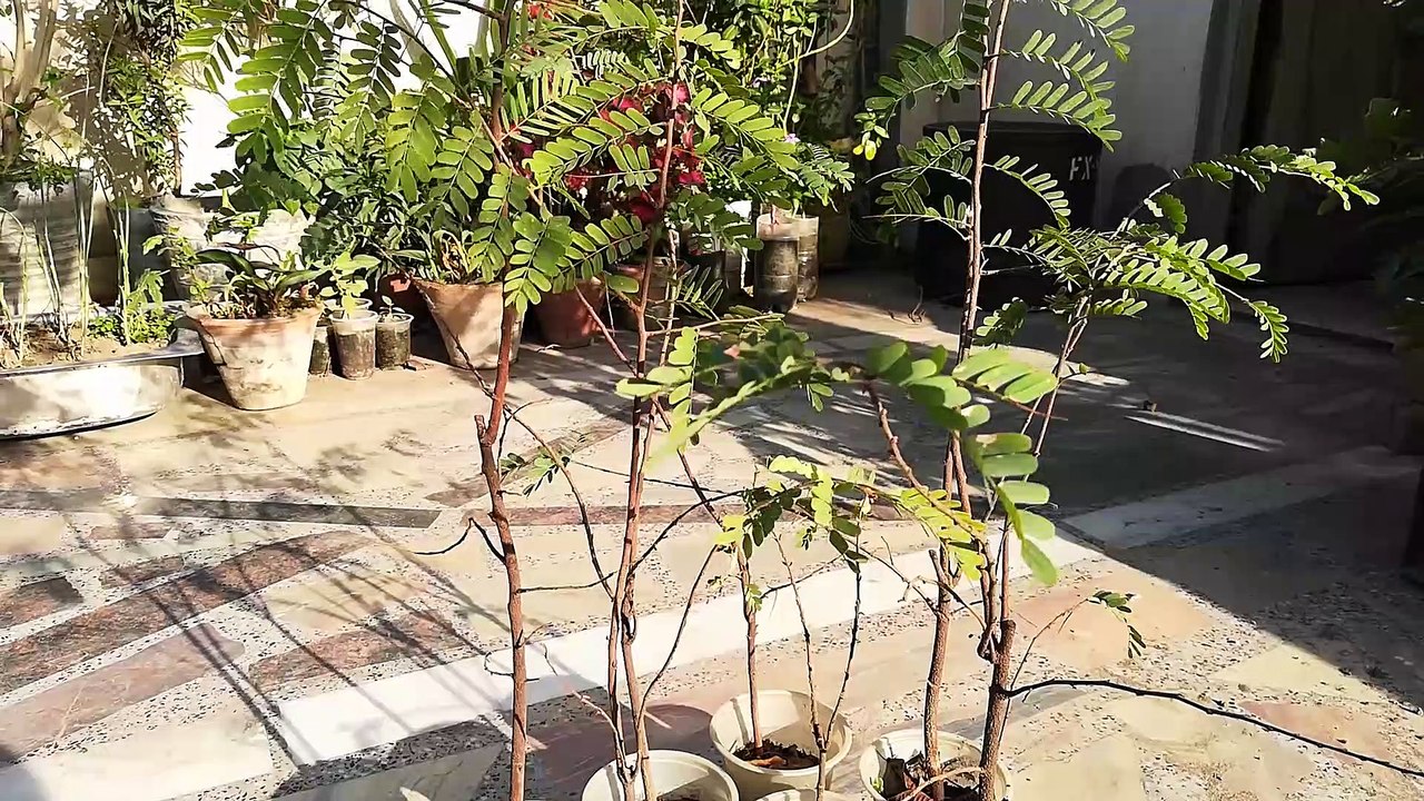 Tamarind Bonsai Forest Grown From Seeds