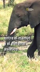 ¿Se podría resucitar a los mamuts? Algunos científicos creen que sí, pero no está claro...