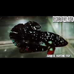 beautiful betta fish