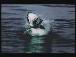 Attaques de requin en slow motion