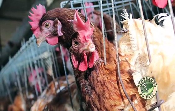 Sembrando un País | Cría y producción de las Gallinas Ponedoras