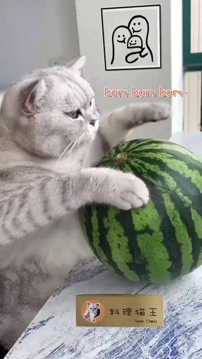 Nice cat